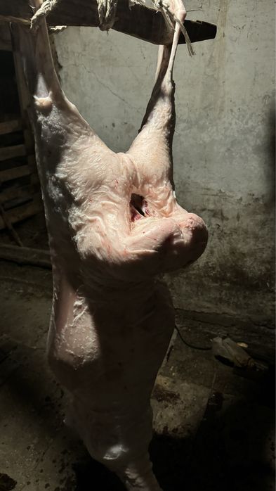 Кой семиз токты .