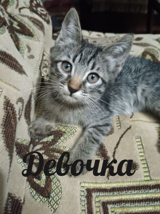 Отдам кошечку (девочка)