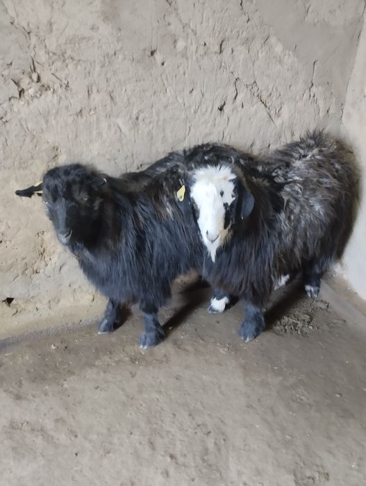 Продаются молодые козы