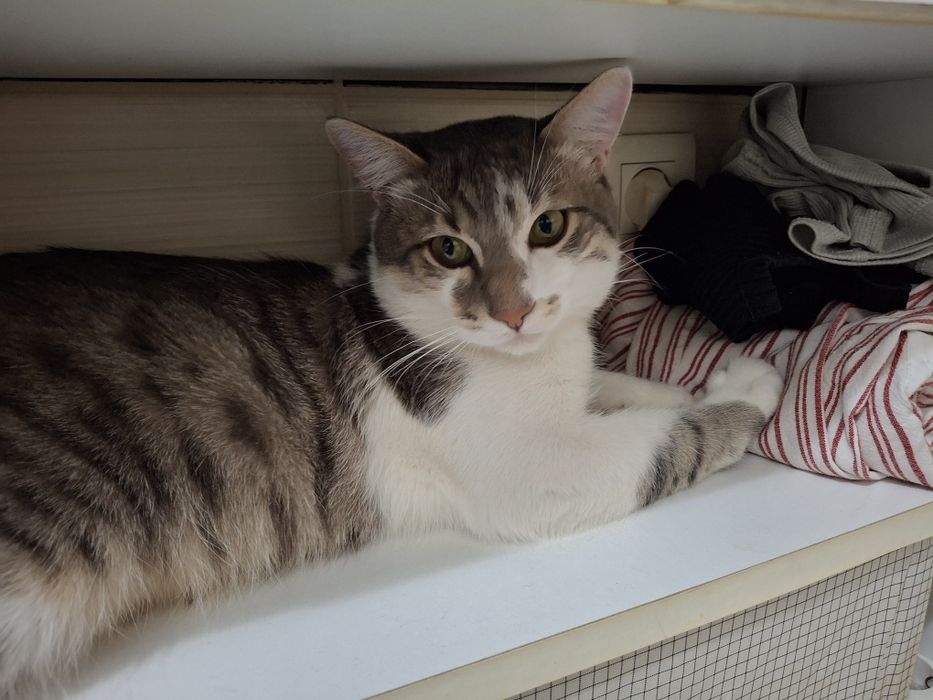 Bjorn și Soni își caută familie nouă - 2 motănei - Targoviște