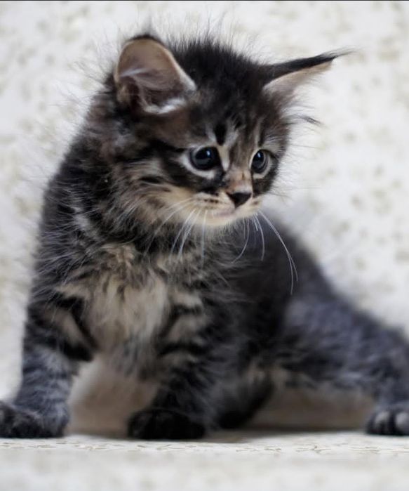 Котята Мейн-Кун,Бенгал,шотландские