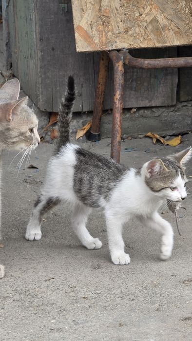 Отдам котят. Два мальчика,  две девочки.