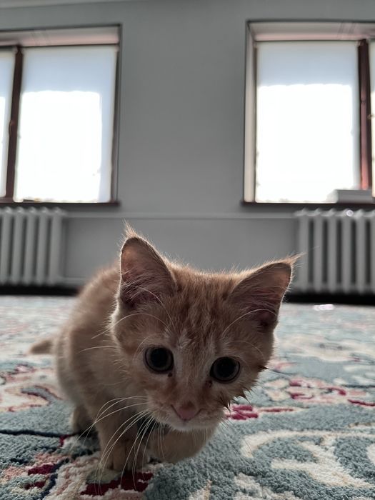 Отдам Кошку бесплатно