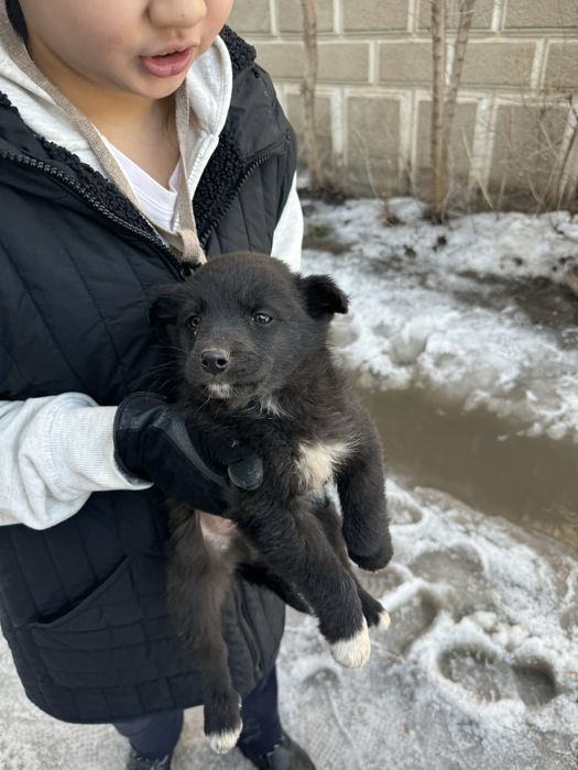 Щенки ласковые, младше месяца