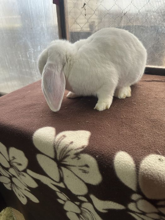 Iepuri berbec german