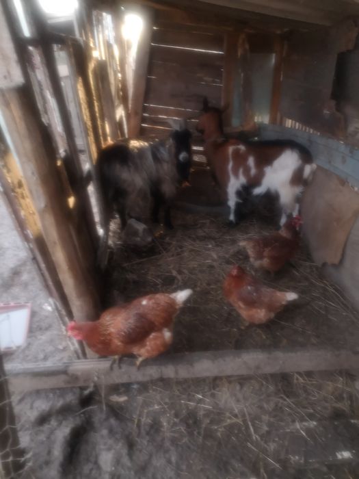 De vanzare tap tanár de un an si capra  tanara