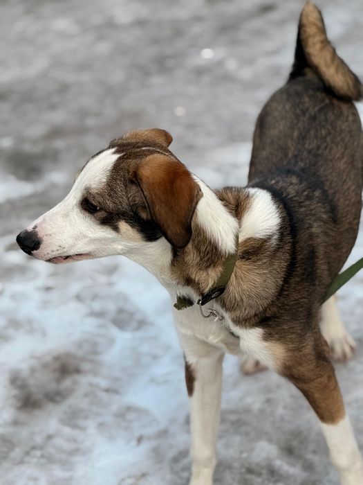 Пристраивается срочно!