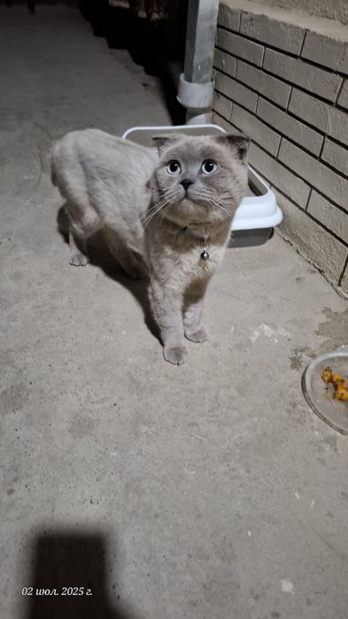 Мушук зотли тоза