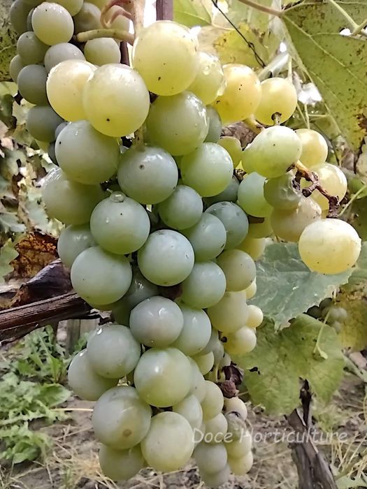 Căpșunică , Ananas , Fraga , hibrid