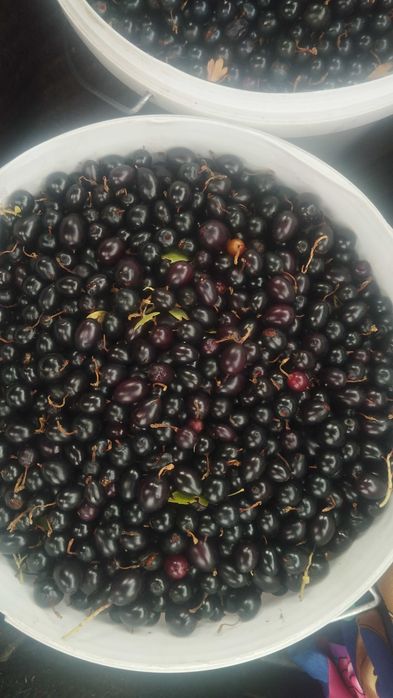 Продам смародина черная гибрид.