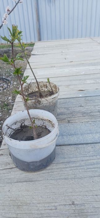 Жас көшеттер бар арзан багада