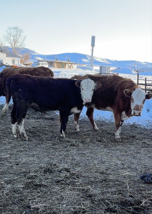 13 бас бұқа сатылады