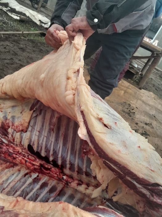 Мясо Согым жылқы қой.