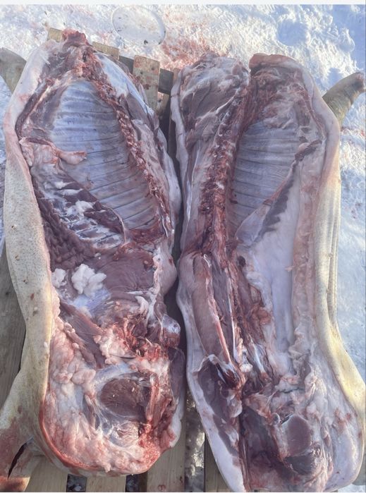 Продам домашнее мясо свинины