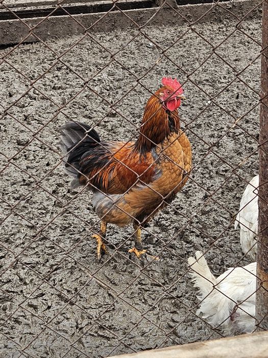 Продам домашних петухов.