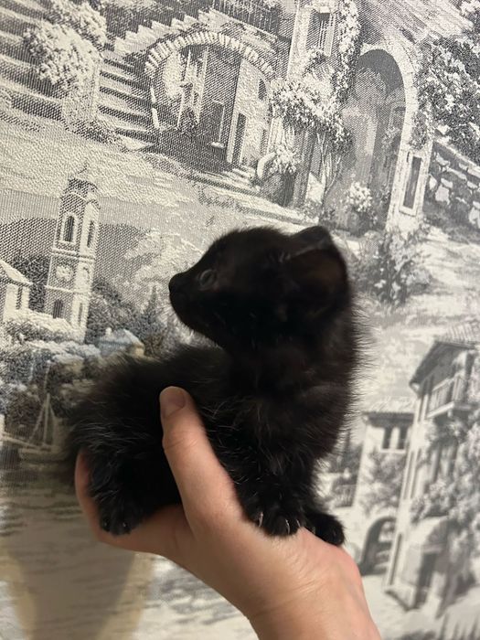 Отдам в добрые руки