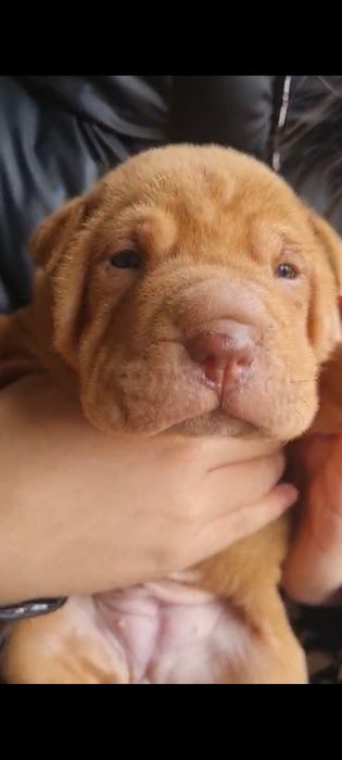 Щенки шарпея мальчики