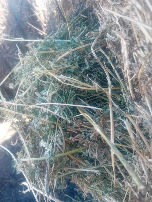 Baloți lucernă 120 x 150