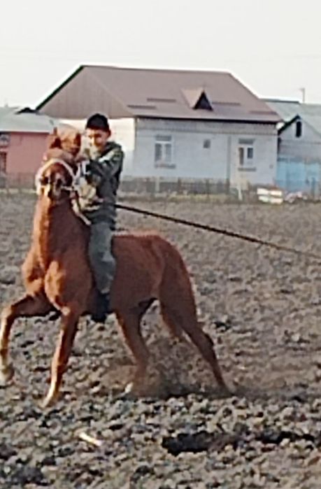 Toy sotiladi bir yarim yosh. Qirg‘iz.