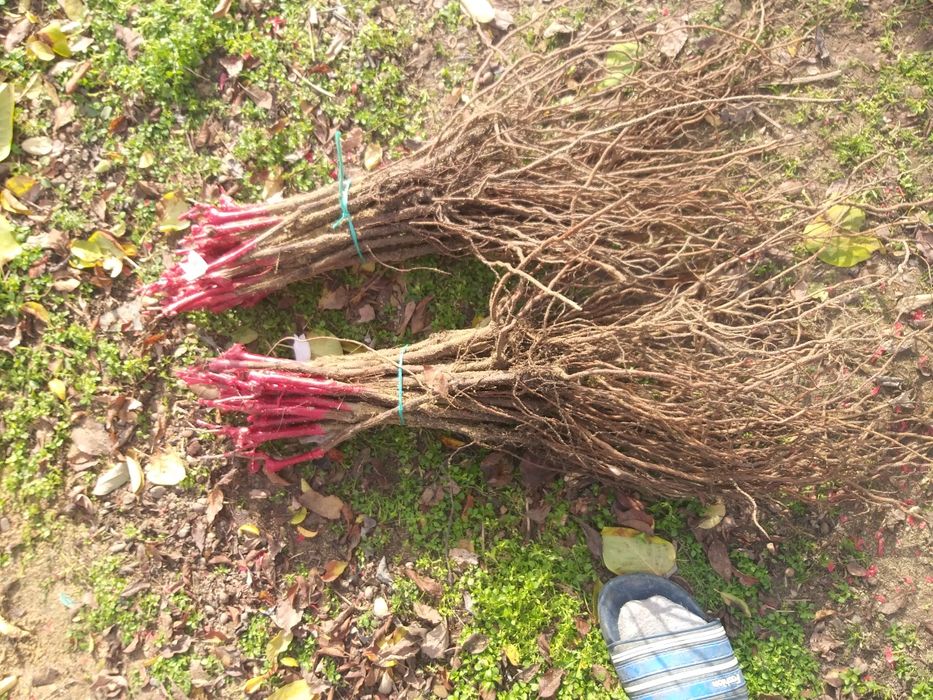 Butasi de vită de vie de anul 2 și de anul 3