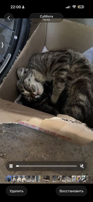 Кошка с котятами