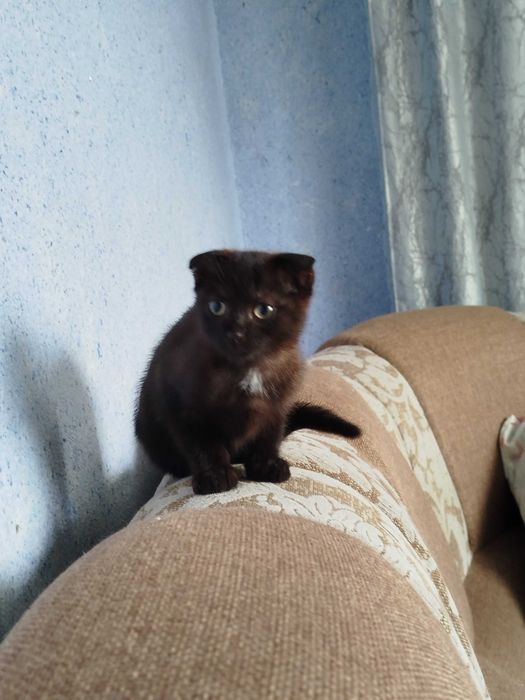 Вислоухие котята