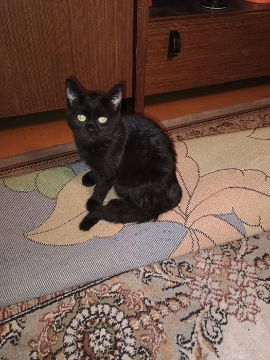 Отдам котенка в добрые руки