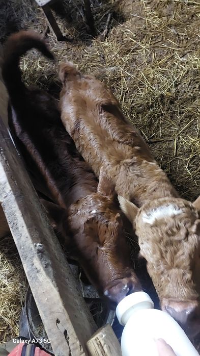 Продам телят бычек и тёлочка