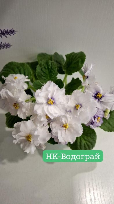 Продам сортовые, цветущие фиалки