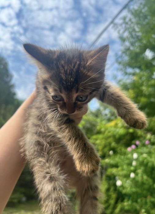 Отдам котят крыселовов