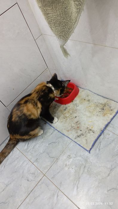 Чья потеряшка,девочка.