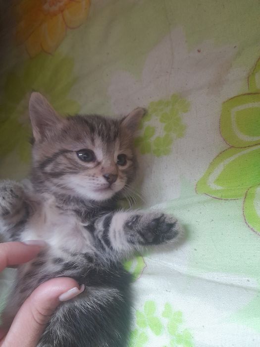 Котята комочки счастья.
