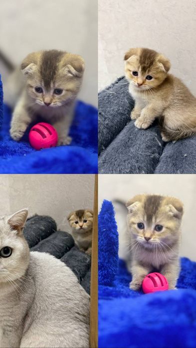 Mushukcha sotiladi,Scottish fold