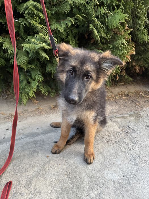 Продам щенков немецкой овчарки