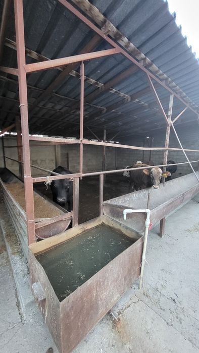 Продам дом с фазендой