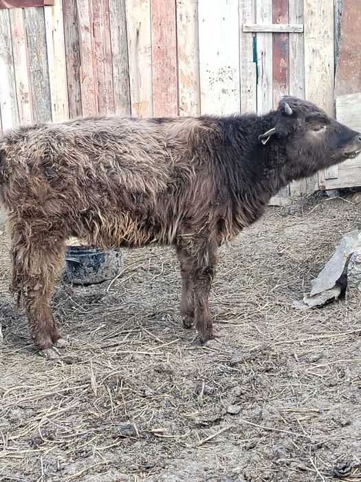 Телёнка 8 месяцный