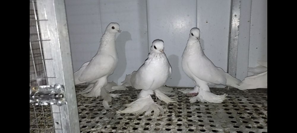 Белые голуби для свадьбы и торжества Для сёмки клипов, выпускной,