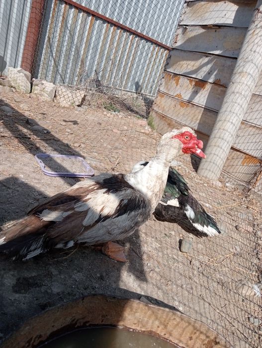 Продам индауток семейства