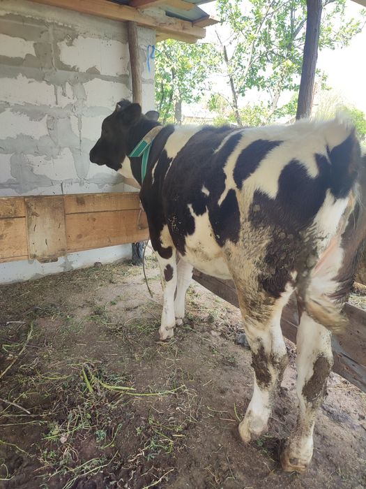 Vând vițică 6 luni !