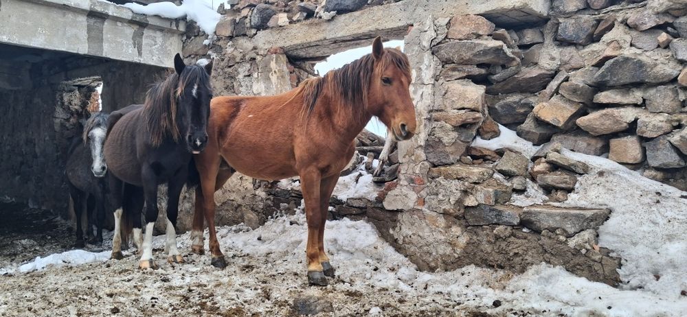 Айғыр 6 жасар только обмен