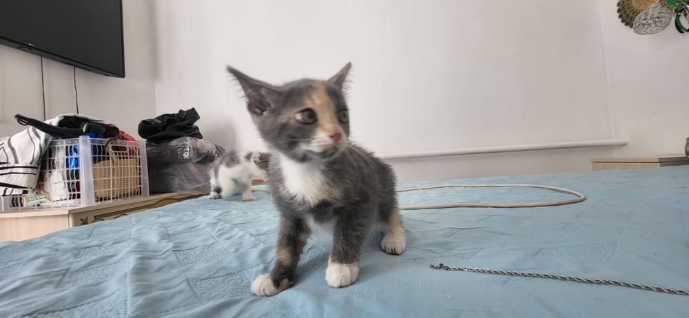 Отдам котят в хорошие руки