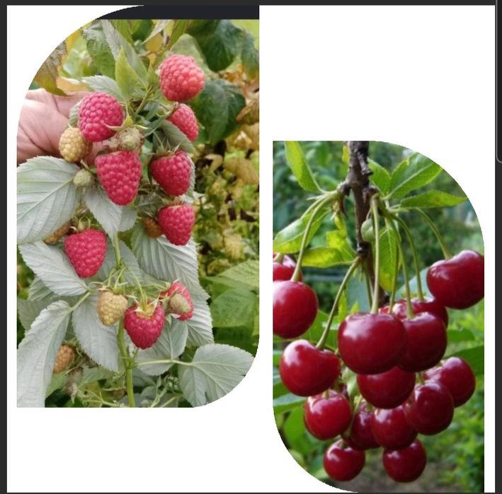 Продам саженцы вишни и малины