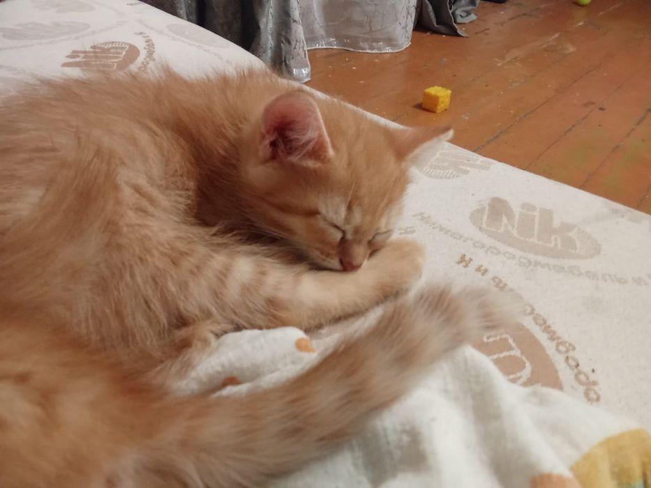 Отдам котят в добрые руки.