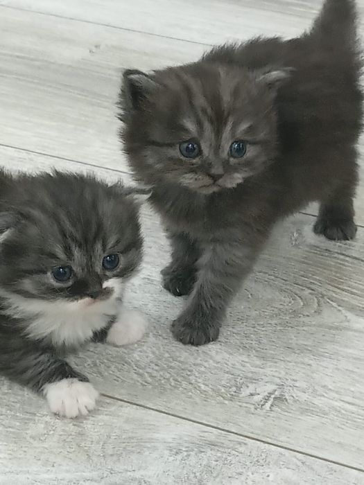 Отдам в ДОБРЫЕ РУКИ котят срочно! Породистые