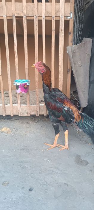 Жожани зори сотуда