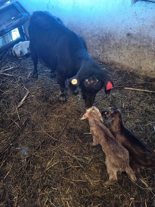 Capre fatate cu iezi