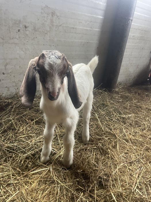 Tapisori anglo nubian