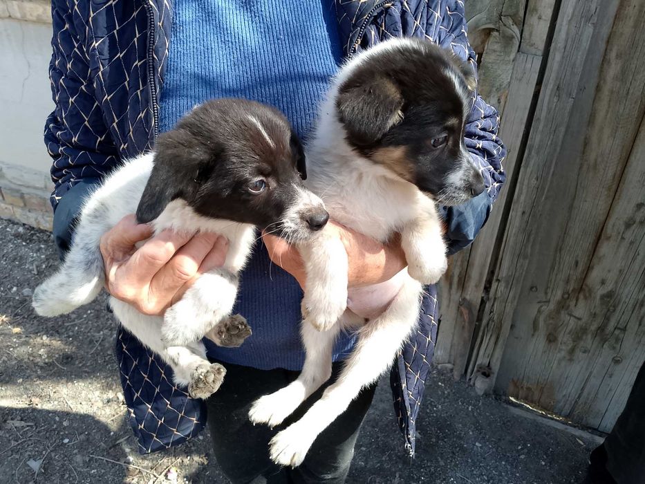 Щенки бесплатно в добрые руки