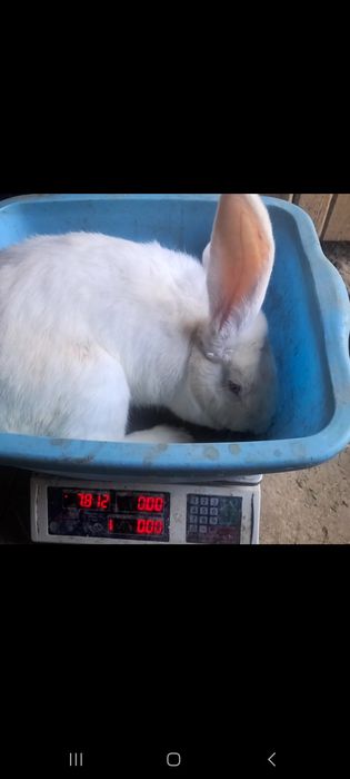 Tozza velikan bollariga zakaz olaman