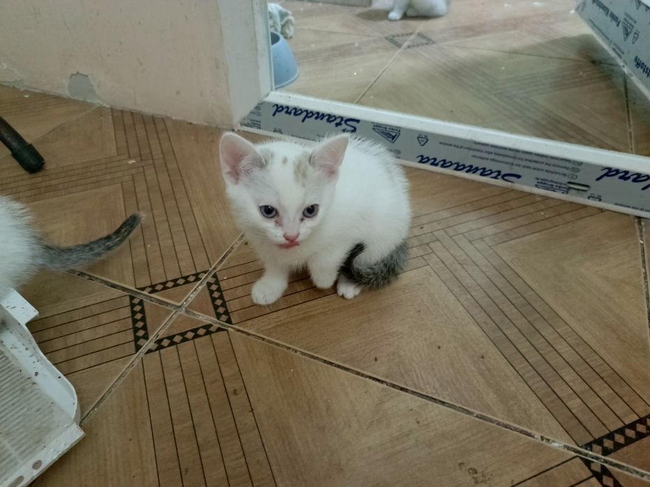 Коята белые в хорошие руки